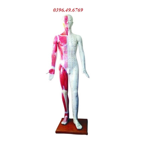 MÔ HÌNH HUYỆT VỊ CHÂM CỨU TOÀN THÂN CÓ SƠN CƠ KÍCH THƯỚC THẬT