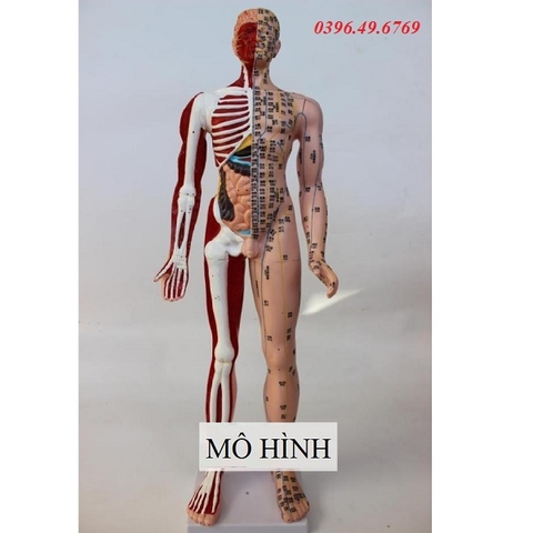 MÔ HÌNH HUYỆT VỊ KÈM GIẢI PHẪU KÍCH THƯỚC 60CM