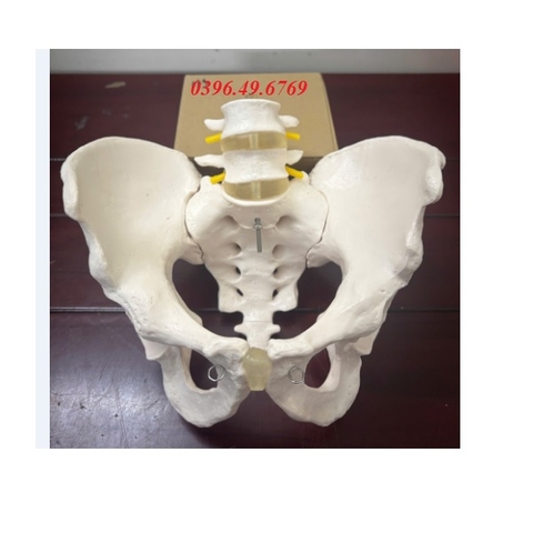 MÔ HÌNH XƯƠNG CHẬU KÍCH THƯỚC THẬT CÓ 2 ĐỐT SỐNG THẮT LƯNG