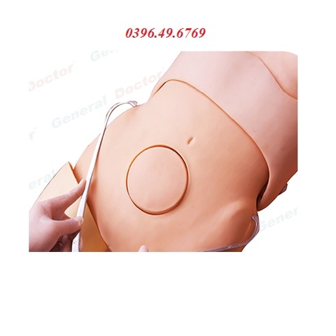 MÔ HÌNH ĐO KHUNG CHẬU MODEL GD/F22