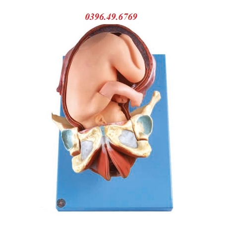 MÔ HÌNH NGÔI THAI VÀ CÁC GIAI ĐOẠN CỦA QUÁ TRÌNH SINH NỞ CHUYỂN DẠ GD/A42007