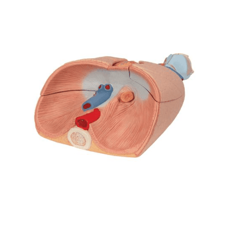 MÔ HÌNH PHỔI NGƯỜI CÓ THANH QUẢN 7 PHẦN 1000270