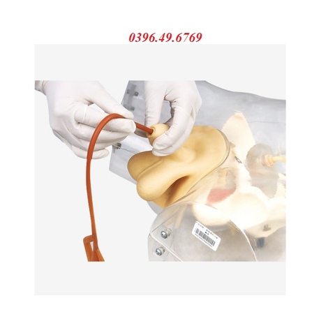 MÔ HÌNH THỰC HÀNH THÔNG TIỂU NAM TRONG SUỐT MODEL GD/H16E