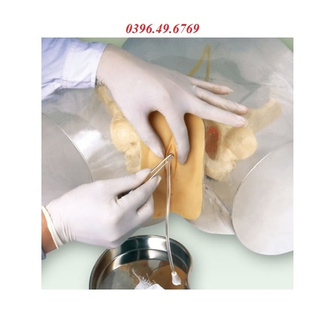 MÔ HÌNH THÔNG TIỂU NỮ TRONG SUỐT MODEL GD/H16F