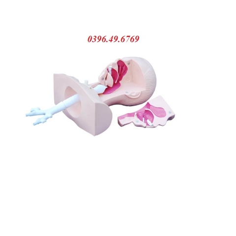 MÔ HÌNH THỰC HÀNH HÚT DỊCH - HÚT ĐỜM