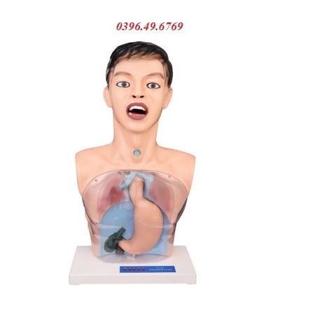 MÔ HÌNH THỰC HÀNH RỬA DẠ DÀY TRONG SUỐT 405