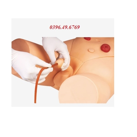 MÔ HÌNH THỰC HÀNH THÔNG TIỂU NAM MODEL GD/H17E