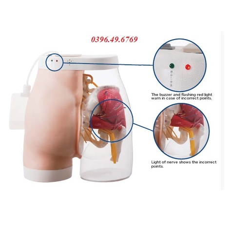 MÔ HÌNH TIÊM BẮP MÔNG ĐIỆN TỬ CAO CẤP MODEL M152 SAKAMOTO