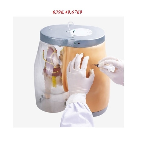 MÔ HÌNH TIÊM BẮP MÔNG ĐIỆN TỬ TRONG SUỐT CAO CẤP GD/HS10B