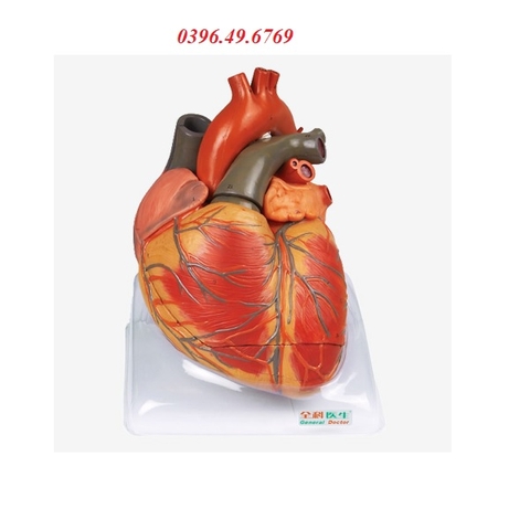 MÔ HÌNH GIẢI PHẪU TIM PHÓNG ĐẠI 4 LẦN GD/A16006
