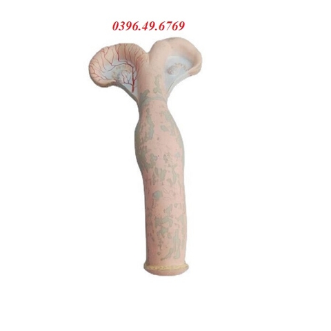 MÔ HÌNH TỬ CUNG BÒ KÍCH THƯỚC THẬT
