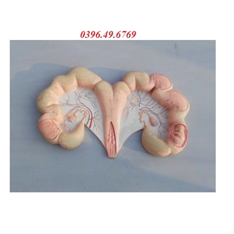 MÔ HÌNH TỬ CUNG LỢN KÍCH THƯỚC THẬT