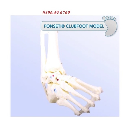 MÔ HÌNH XƯƠNG BÀN CHÂN KHOÈO