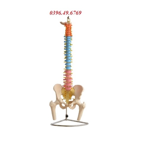 MÔ HÌNH XƯƠNG CỘT SỐNG XƯƠNG CHẬU XƯƠNG ĐÙI CÓ SƠN MÀU VÀ RỄ THẦN KINH