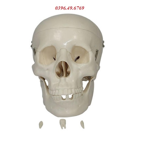 MÔ HÌNH XƯƠNG SỌ NGƯỜI THÁO RỜI 3 PHẦN