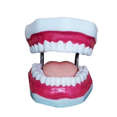 MÔ HÌNH GIẢI PHẪU RĂNG- HÀM RĂNG BÌNH THƯỜNG- KÍCH THƯỚC PHÓNG ĐẠI
