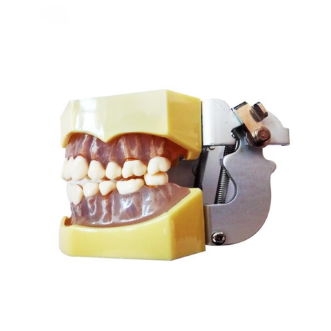 Mô hình nghiên cứu răng polyster