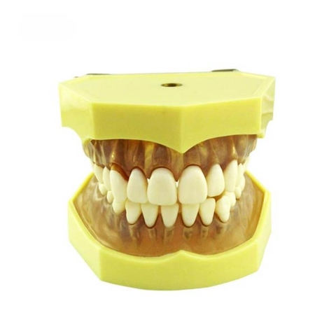 Mô hình nghiên cứu răng polyster