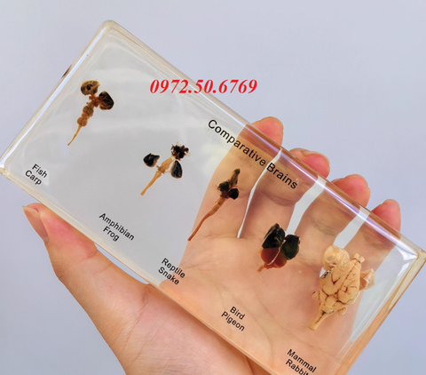Mô hình so sánh não của 5 loài động vật