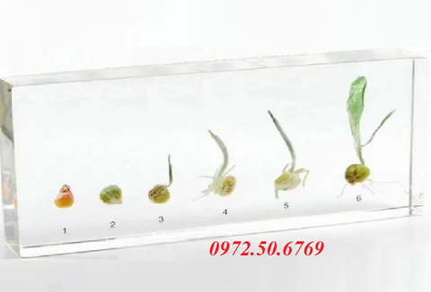 Mô hình các giai đoạn nảy mầm của hạt ngô
