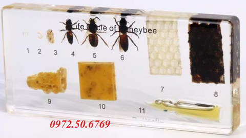 Mô hình vòng đời của con ong (Life Cycle of Honeybee)