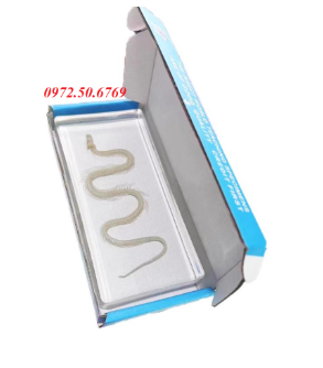 Mô hình giải phẫu bộ xương rắn
