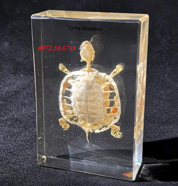Mô hình giải phẫu bộ xương rùa