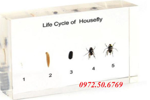 Mô hình vòng đời phát triển của con ruồi (Life Cycle of HouseFly)