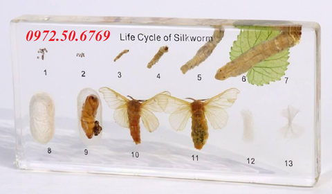 Mô hình vòng đời của con tằm (Life Cycle of Silkworm)