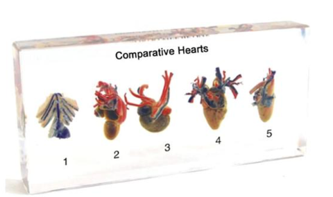 Mô hình so sánh tim của 5 loài động vật khác nhau
