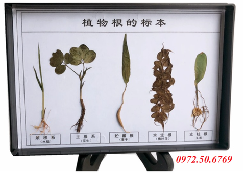 Mô hình các loại rễ thực vật