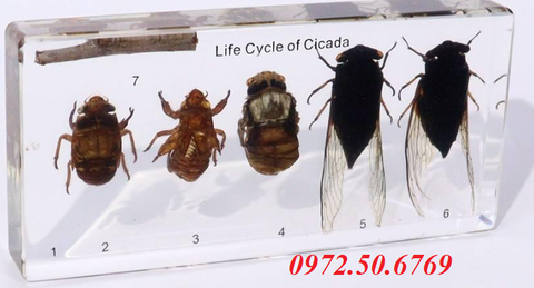 Mô hình vòng đời của con ve sầu (Life Cycle of Cicada)