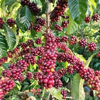 Cà Phê Truyền Thống ( Túi Giấy 500g )