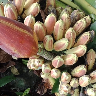 Chuối hột rừng ( Gói 1kg )