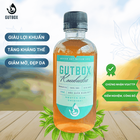 Gutbox Kombucha nguyên bản
