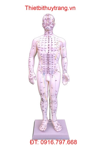 MÔ HÌNH CHÂM CỨU HUYỆT ĐẠO TOÀN THÂN NAM 50CM