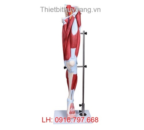 MÔ HÌNH CƠ BẮP CHÂN NGƯỜI 13 PHẦN TT337