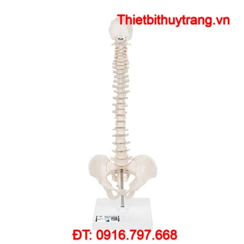 MÔ HÌNH CỘT SỐNG LINH HOẠT THU NHỎ CÓ THỂ THÁO RỜI 3B SCIENTIFIC 1000043