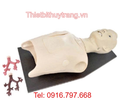 Mô Hình Đào Tạo Nội Soi Phế Quản GD/LV48