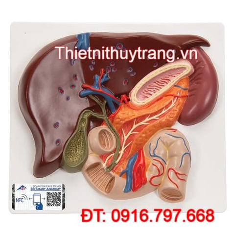 MÔ HÌNH GAN VỚI TÚI MẬT TUYẾN TÁ TUỴ LÁ LÁCH 1008550 3B SCIENTIFIC