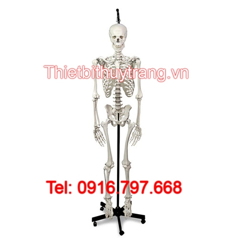 MÔ HÌNH GIẢI PHẪU BỘ XƯƠNG NGƯỜI NASCO KÍCH THƯỚC THẬT LA00174