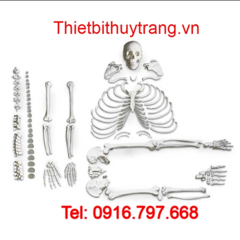 MÔ HÌNH GIẢI PHẪU BỘ XƯƠNG NGƯỜI TÁCH RỜI NASCO LA00185