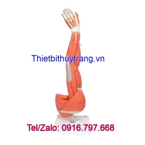 Mô Hình Giải Phẫu Cánh Tay Cơ Bắp 6 Phần 3B Scientific 1000015