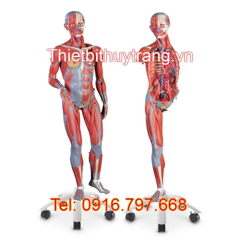 MÔ HÌNH GIẢI PHẪU CẤU TẠO CƠ TOÀN THÂN NAM NỮ 45 PHẦN SB41424 NASCO