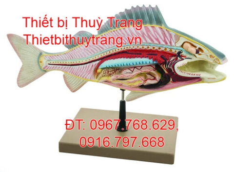 MÔ HÌNH GIẢI PHẪU CƠ THỂ CÁ