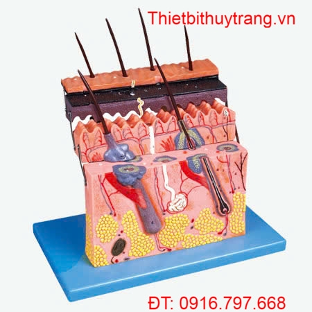 MÔ HÌNH GIẢI PHẪU DA NGƯỜI GD/A41001