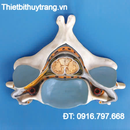 MÔ HÌNH GIẢI PHẪU ĐỐT SỐNG CỔ THỨ NĂM CÓ TUỶ SỐNG VÀ DÂY THẦN KINH GD/A18104