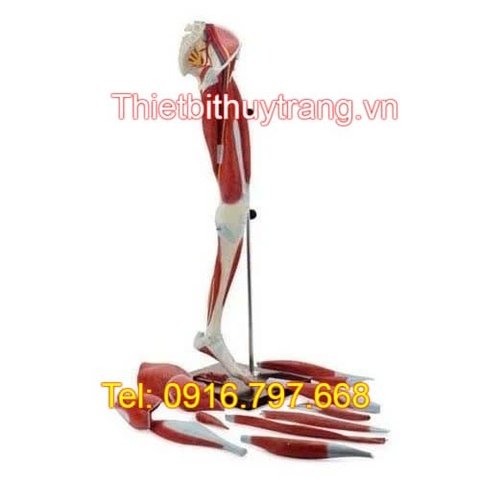 MÔ HÌNH GIẢI PHẪU HỆ CƠ XƯƠNG KHỚP CHI DƯỚI LA00131 NASCO
