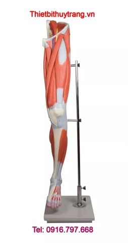 Mô Hình Giải Phẫu Hệ Cơ Xương Khớp Chi Dưới M220 Erler Zimmer