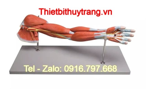 Mô Hình Giải Phẫu Hệ Cơ Xương Khớp Chi Trên Erler Zimmer